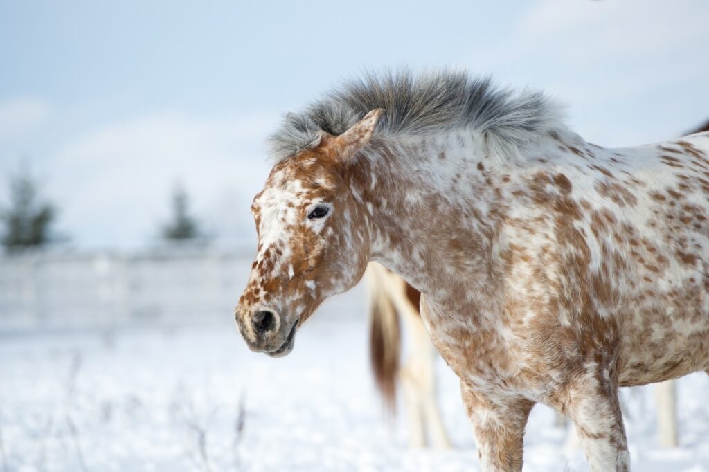 Appaloosa Horse