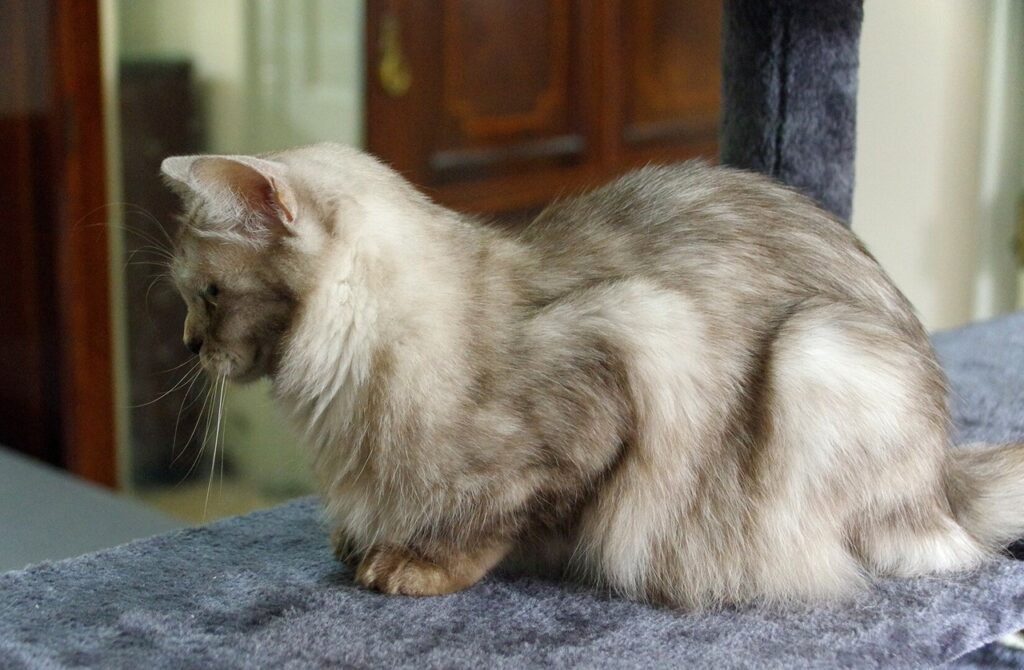 Asian Semi-longhair cat