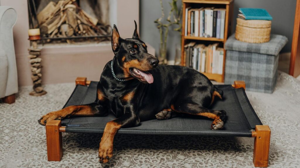 Doberman