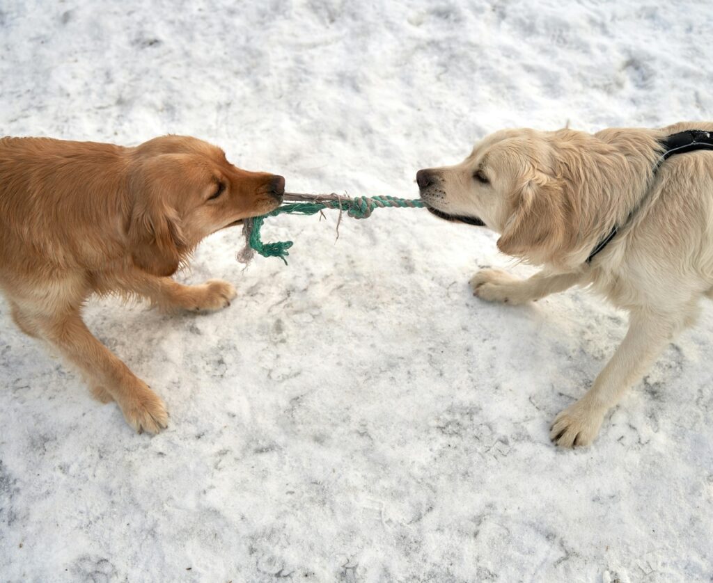 Two Golden Retrievers playing tug-of-war