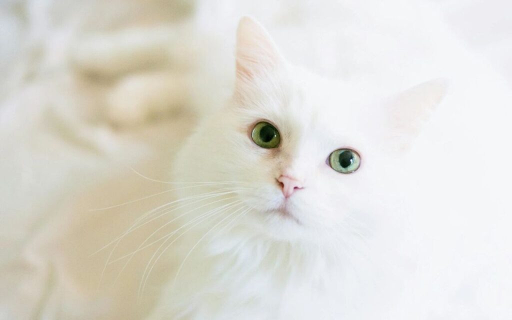 White cat staring at the camera