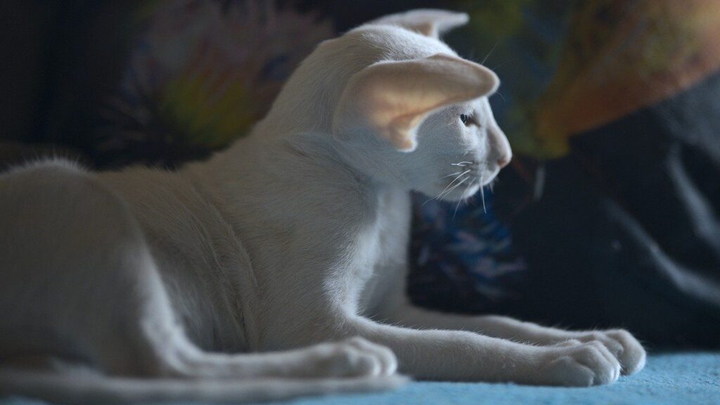 oriental shorthair cat