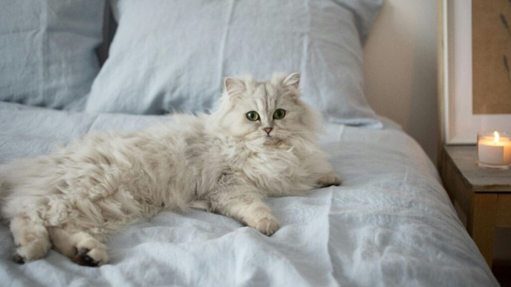White and off white persian cat resting on bed