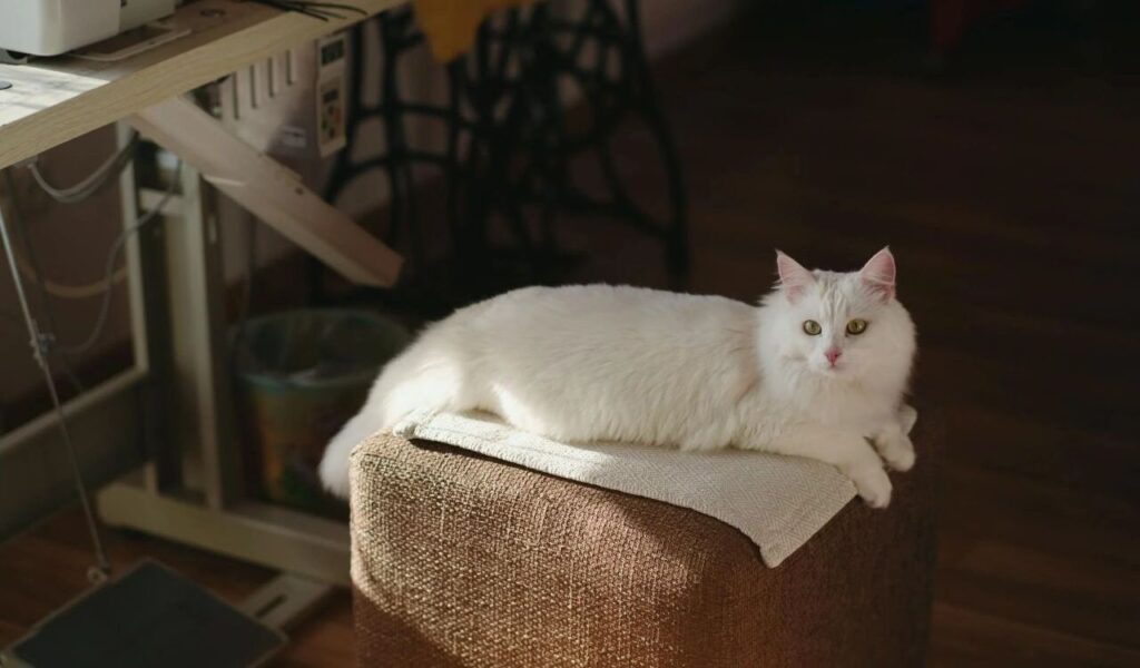 cat atop brown sofa