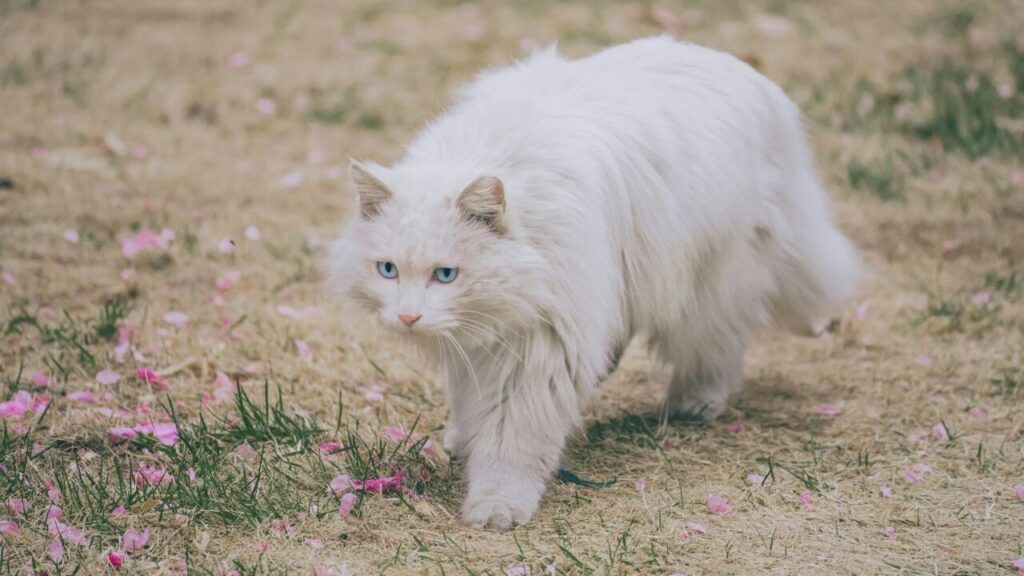 white long fur coated cat 