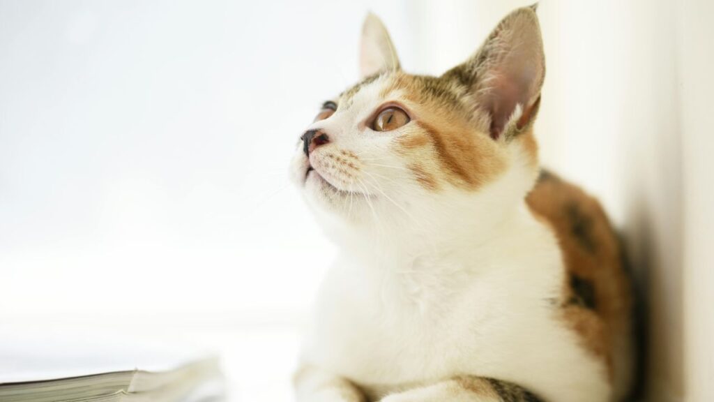 Japanese bobtail