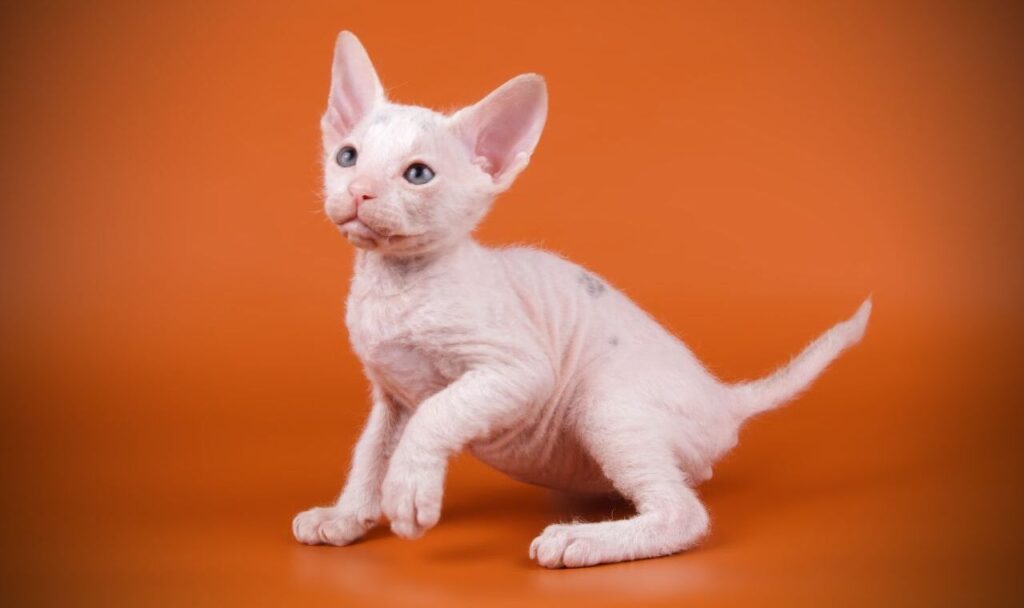 Sphynx cat 