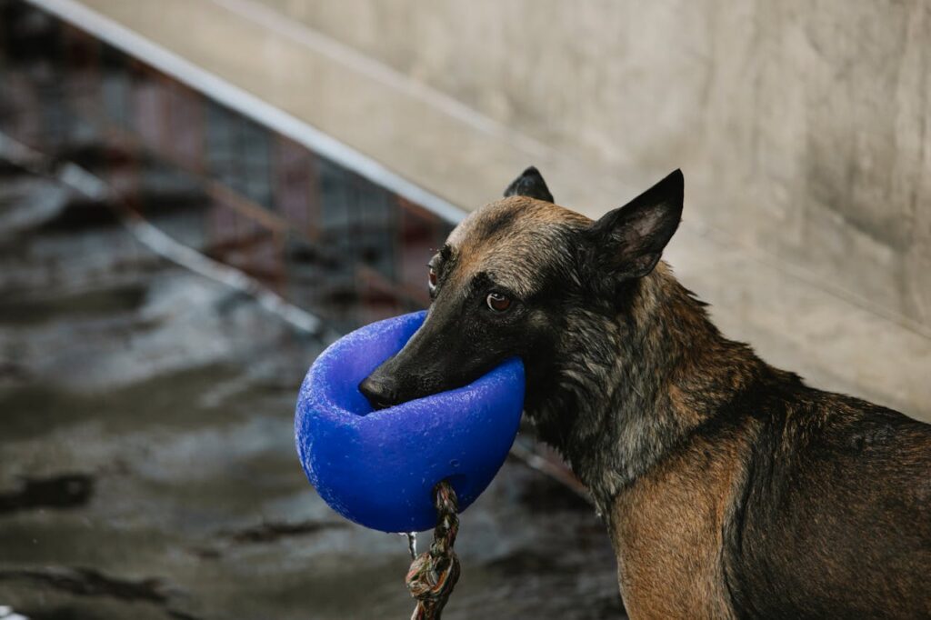 Dog playing with buoy against pool