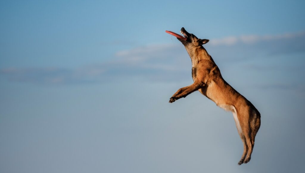 Belgian Malinois jump