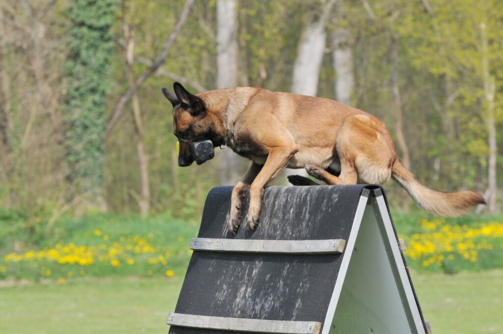 Belgian Malinois obstacle