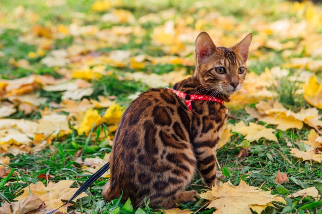 Bengal Cat outdoors with a collar
