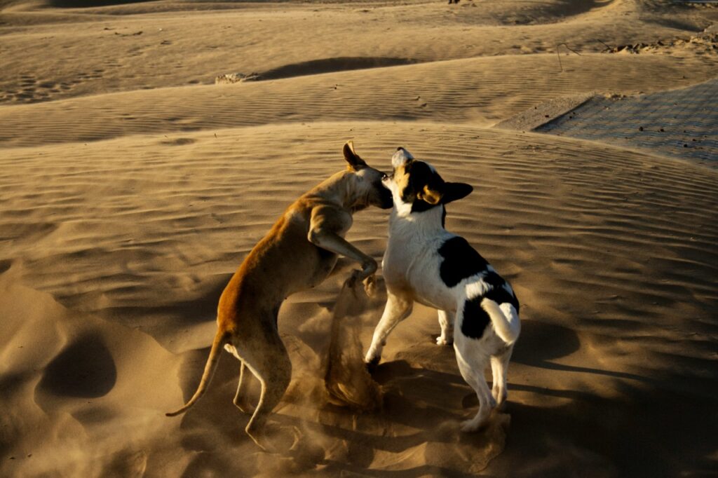 Two Dogs Fighting