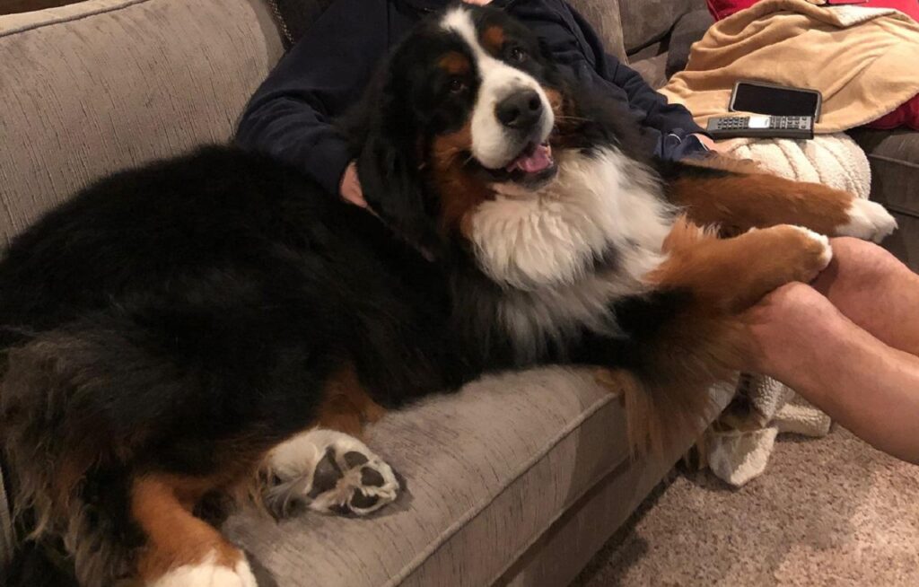 Bernese Mountain Dog in Lap