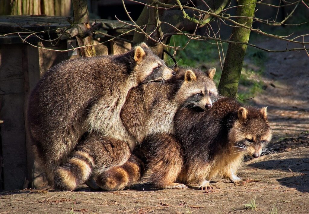 A Pack of Raccoons