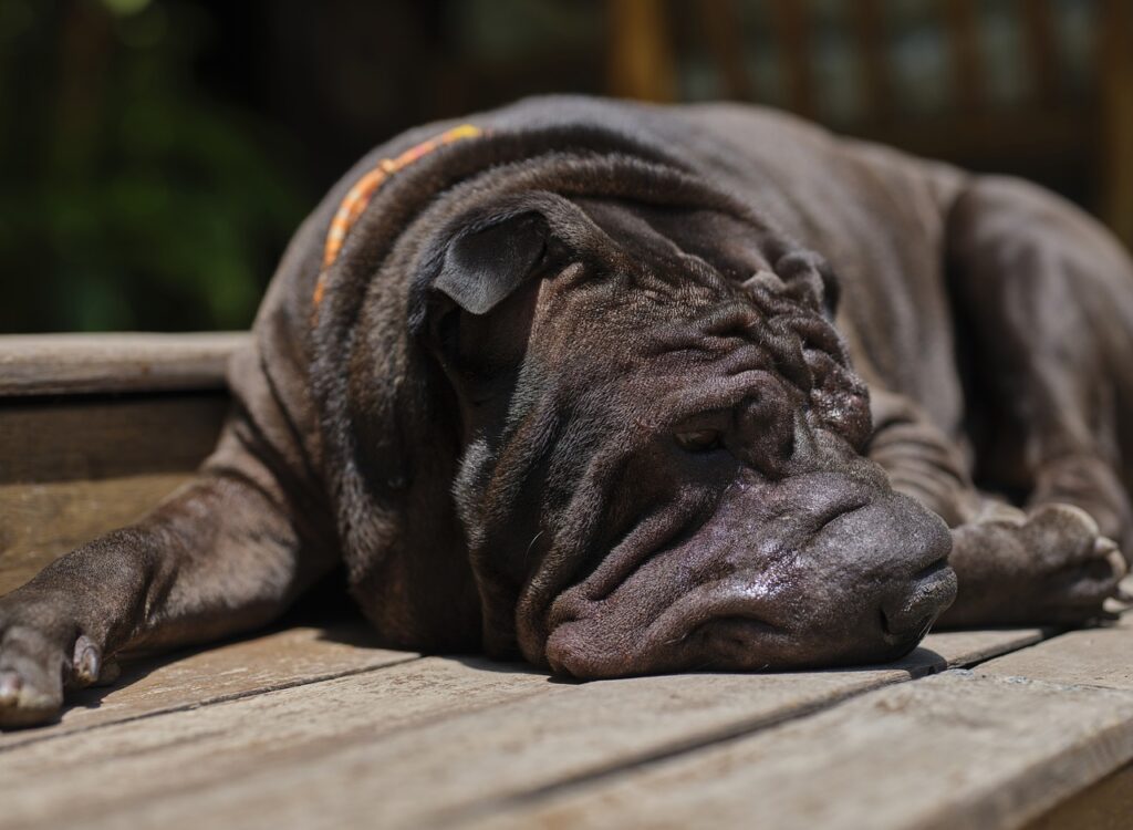 Black Shar Pei
