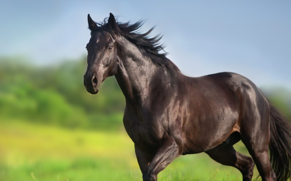 Black horse in meadows