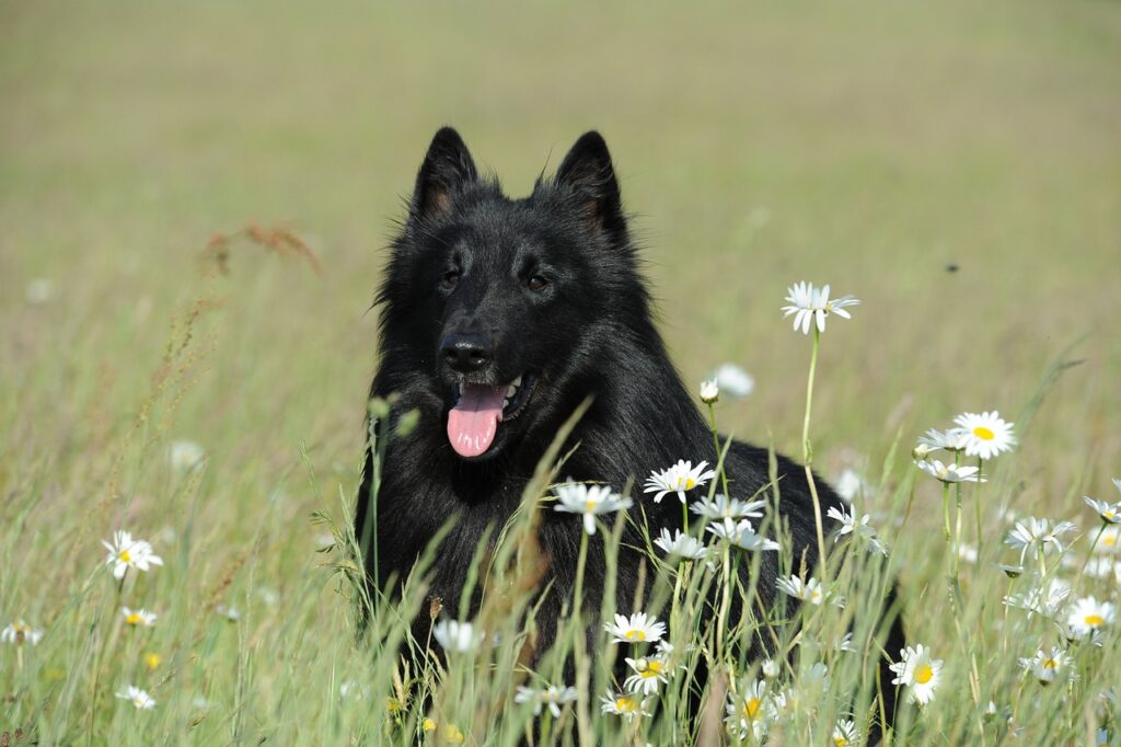 A Belgian Sheepdog among flowers