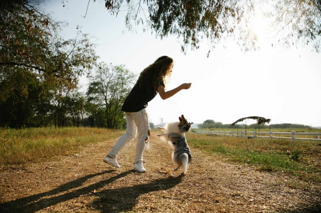 Shetland Sheepdog with a woman
