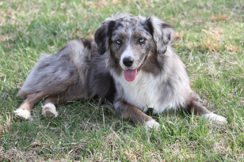 Blue_Merle_Miniature_American_Shepherd_in_Grass
