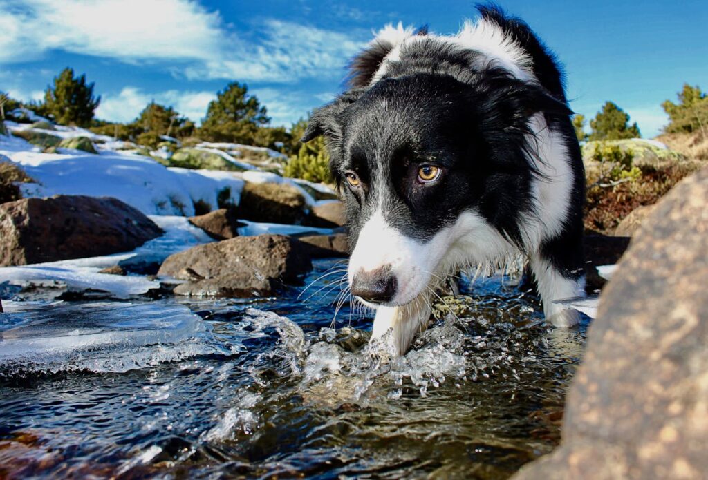 Black and white dog near the lake