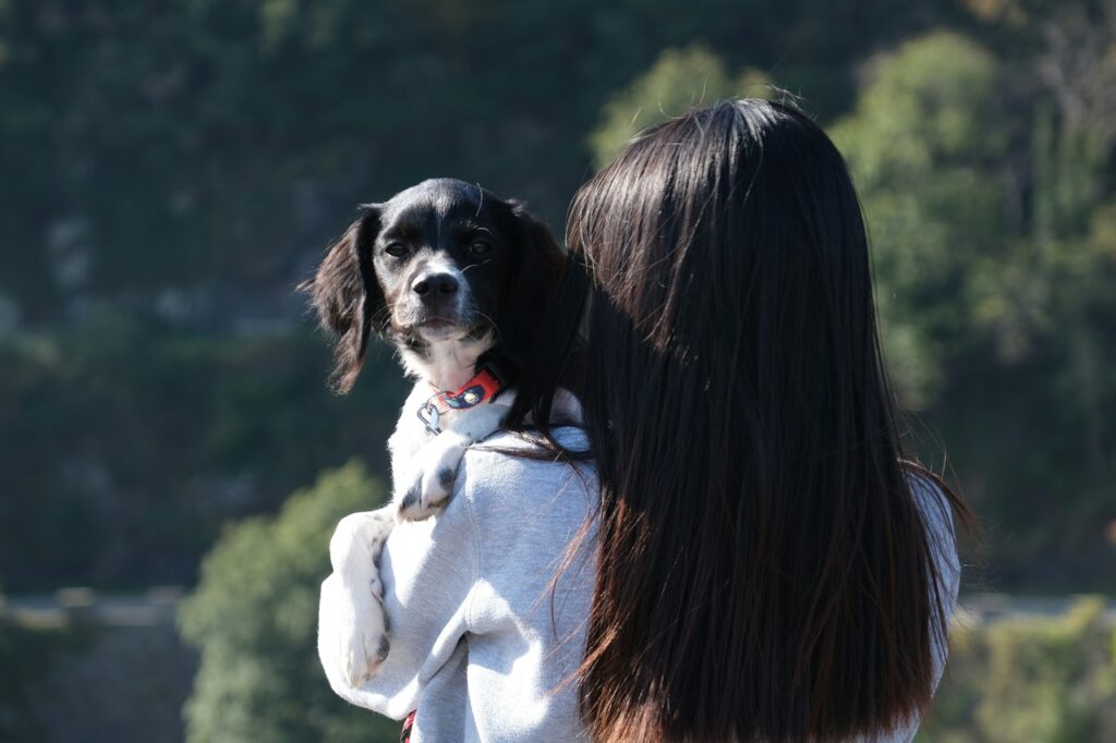 Brittany Spaniel held by a woman