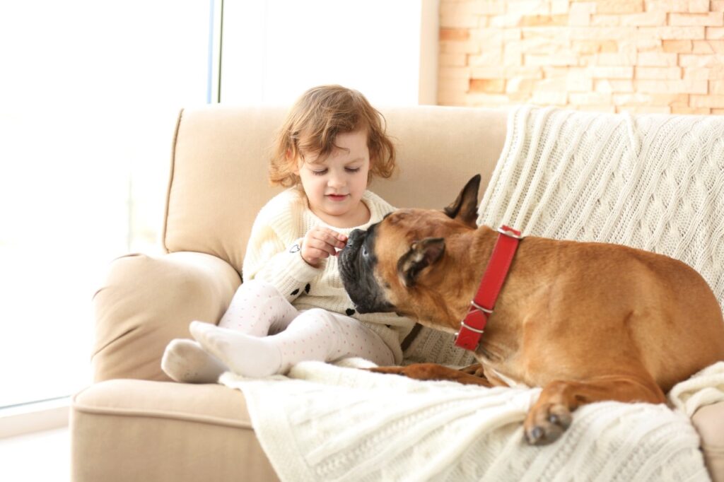 Boxer dog with a kid