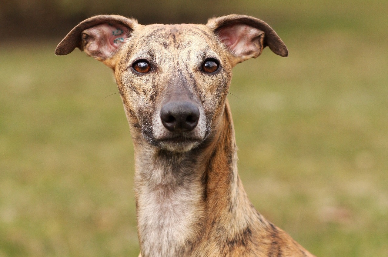 Brindle Whippet
