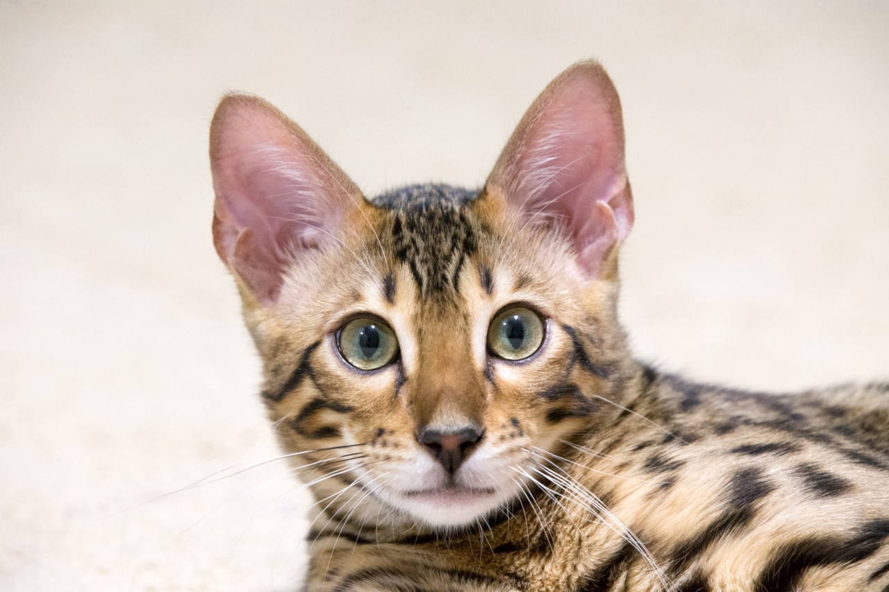 Brown and black stripes kitten