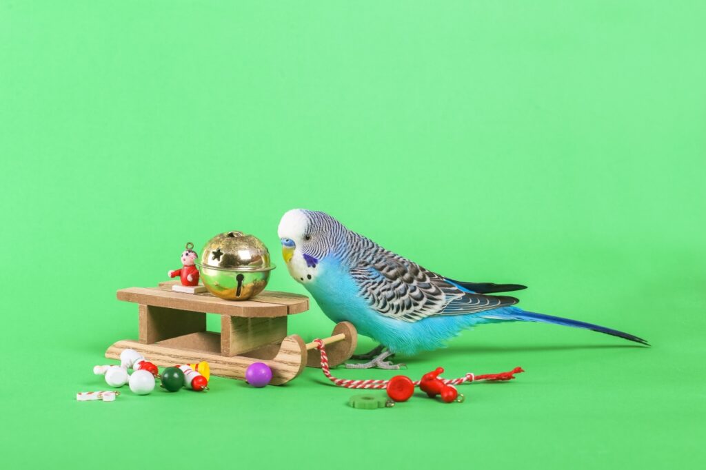 Budgerigar playing with toys