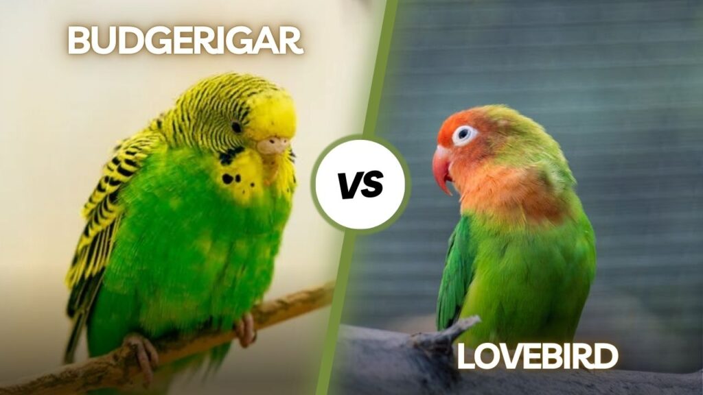 Budgerigar vs Lovebird