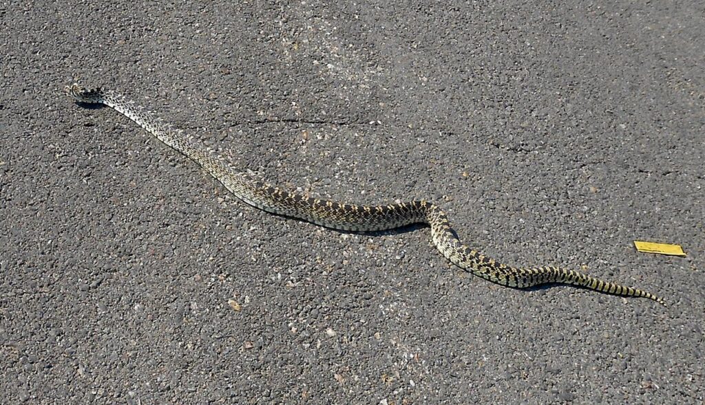 Bull Snake 