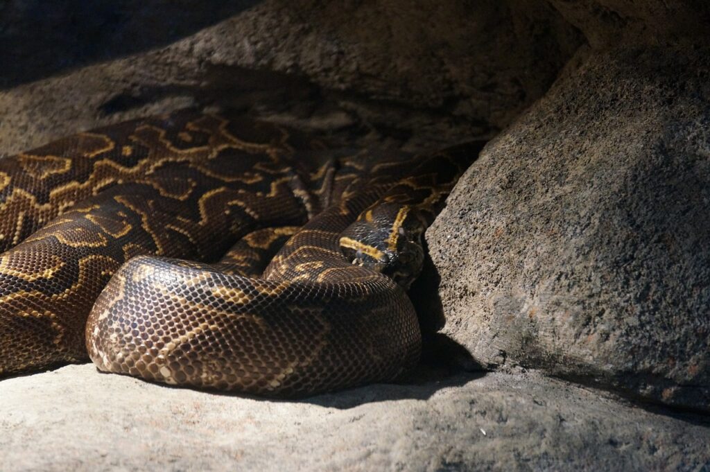 Burmese Python