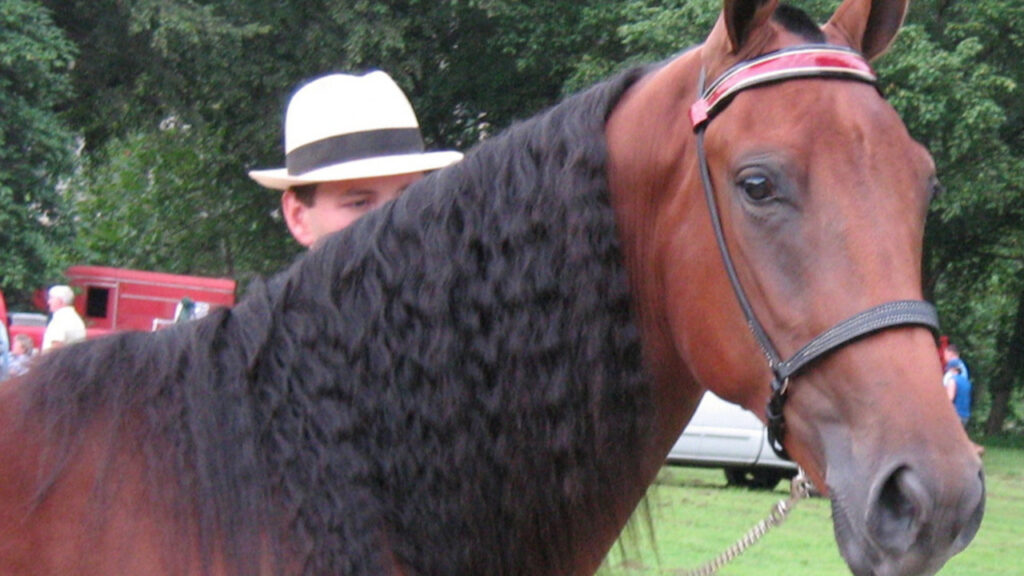 A Tennessee Walking horse