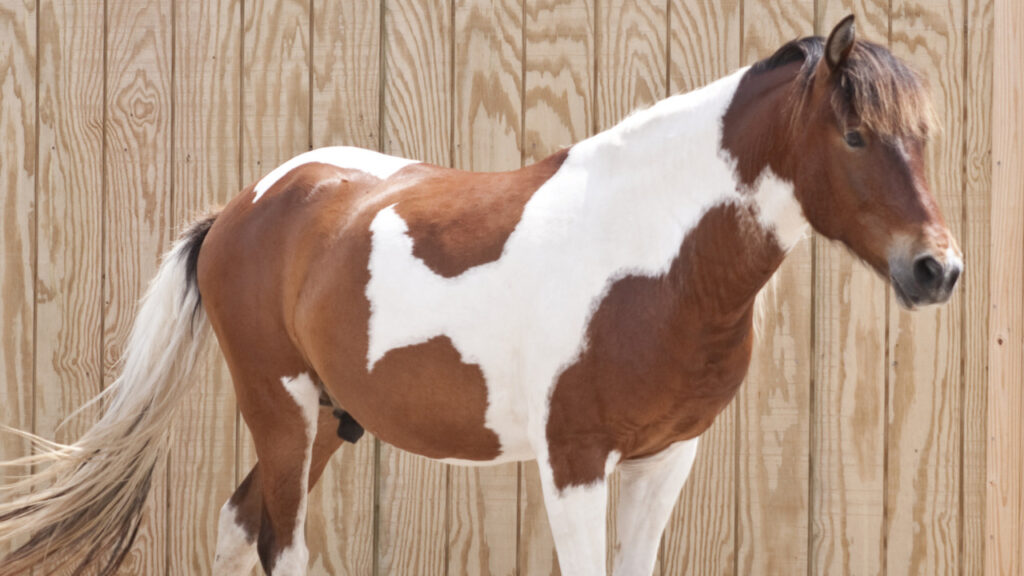 A Tobiano Horse