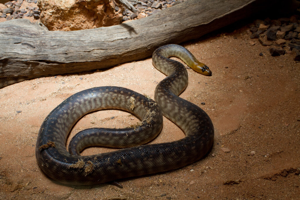 A Woma Python