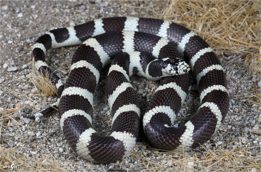 A California Kingsnake