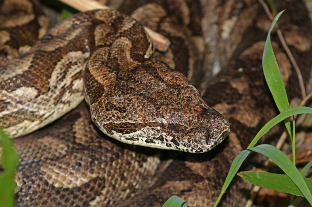 A Dumeril's Boa