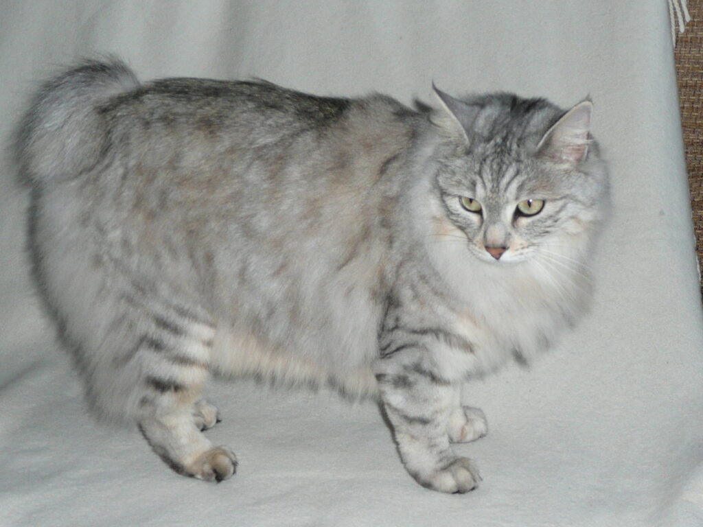 Kurilian Bobtail cat