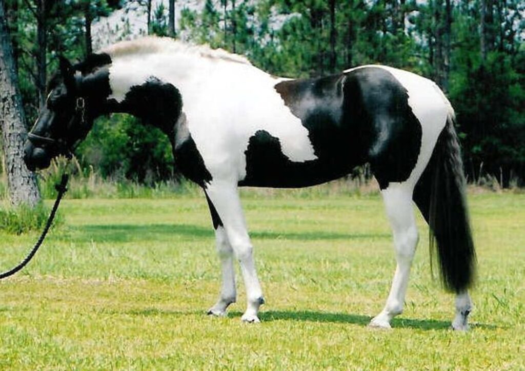 A Piebald Mare
