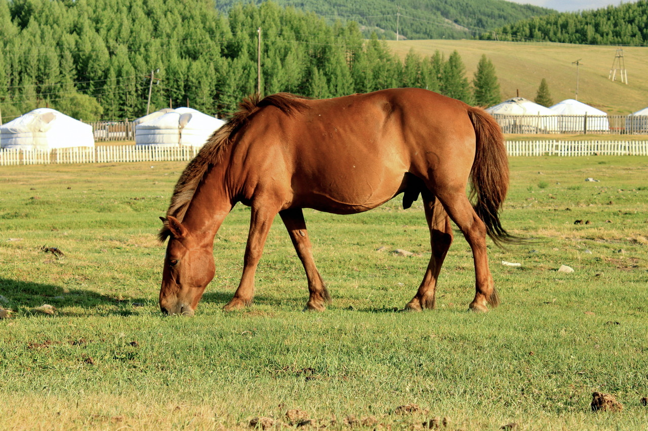 A Mongolian Horse