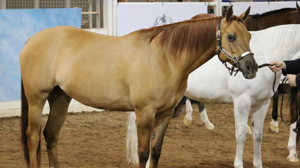 A Quarter America-Arabian Cross