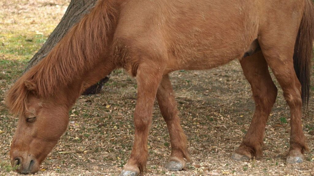 Noma Pony
