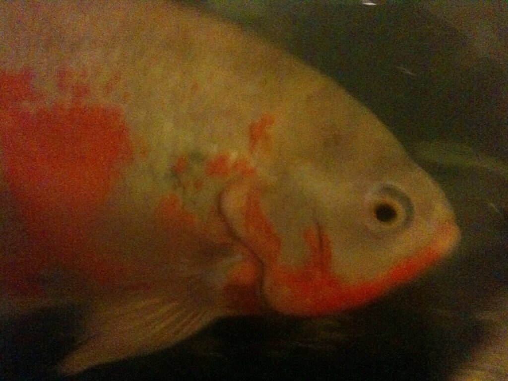 An Albino Tiger Oscar