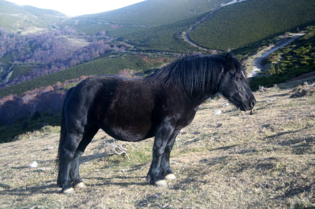 Asturcon Pony