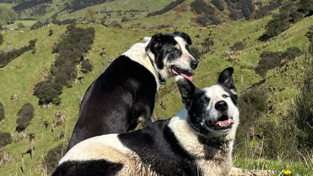 Couple of New Zealand Heading dogs