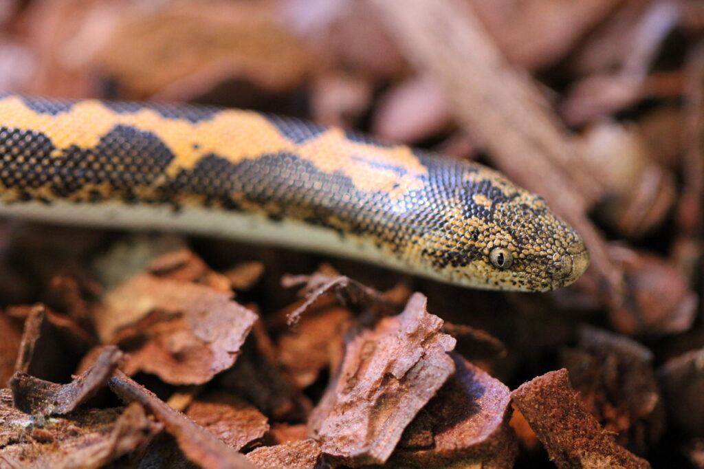 A Kenyan Sand Boa