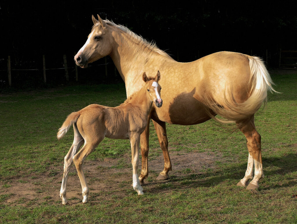 Palomino Horse