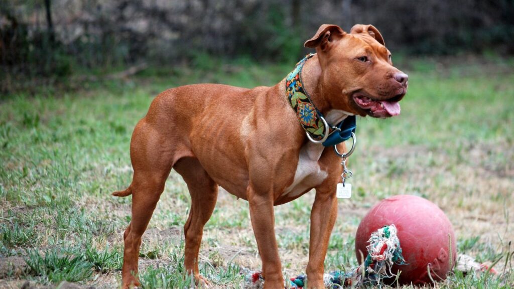 American Pit Bull Terrier