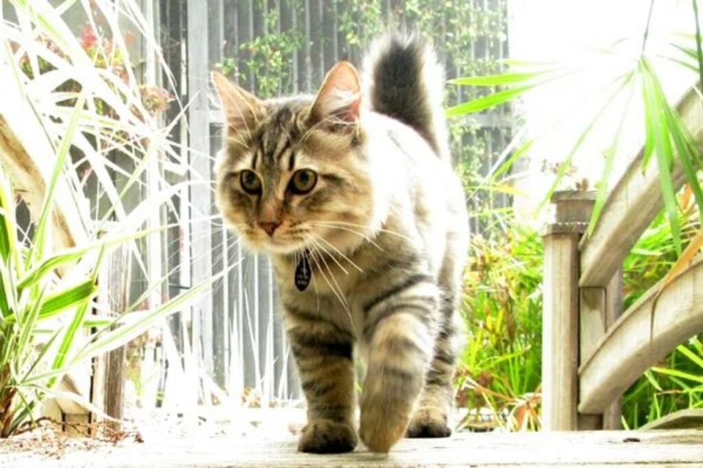American Bobtail cat