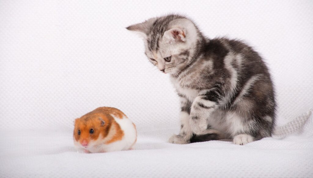 Cat and hamster on a white background